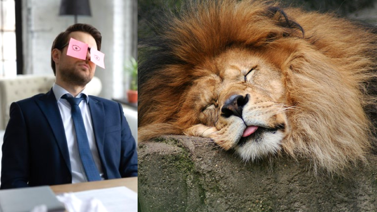 На кошек не влияет - они спят по 18 часов в сутки. А вот вам так же - противопоказано