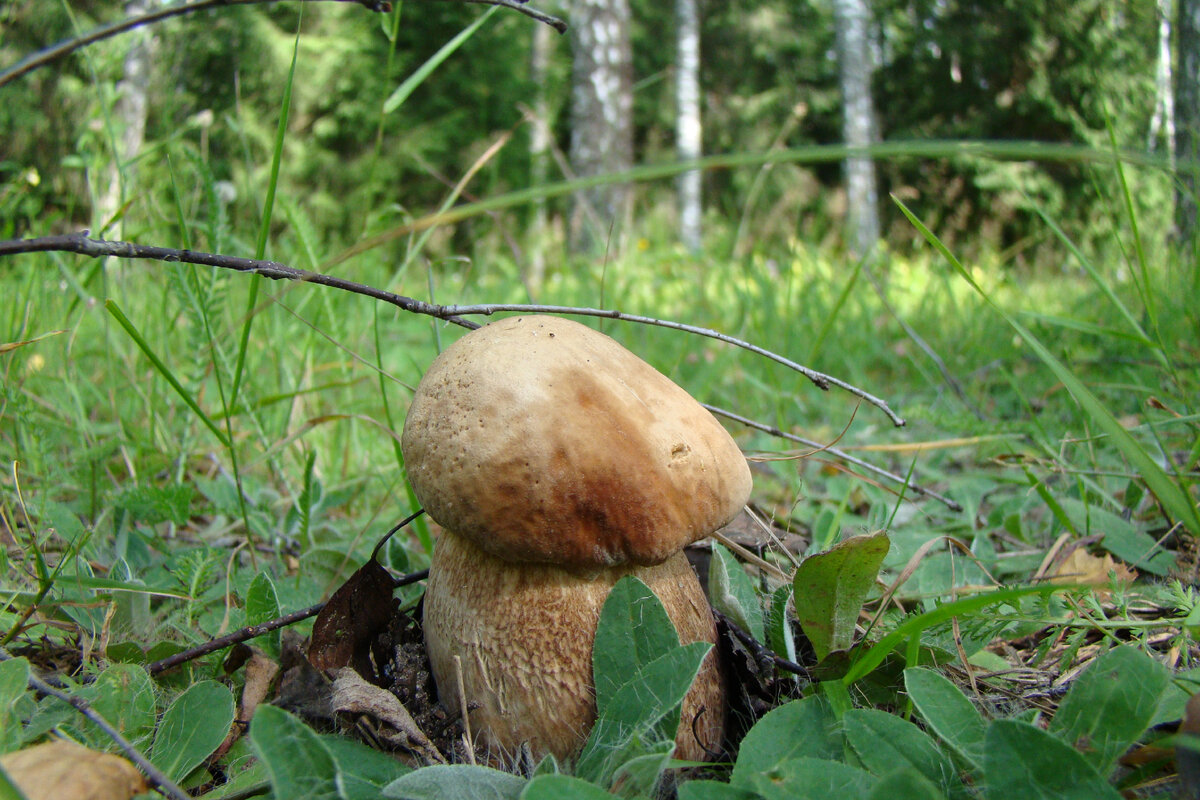 Фото Книги Грибов. Первый белый сезона 2013. В мае !