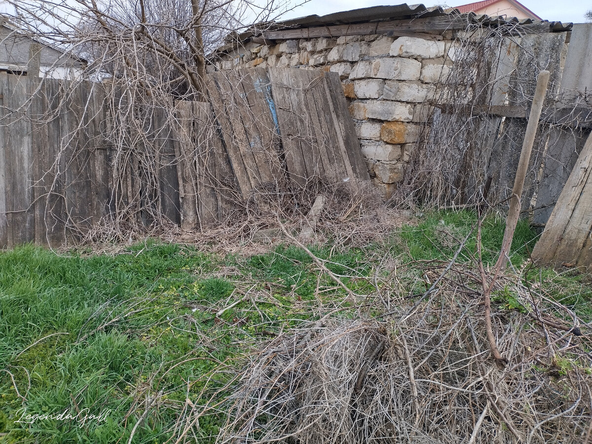 И весь забор в винограде. Борьба предстоит не шуточная