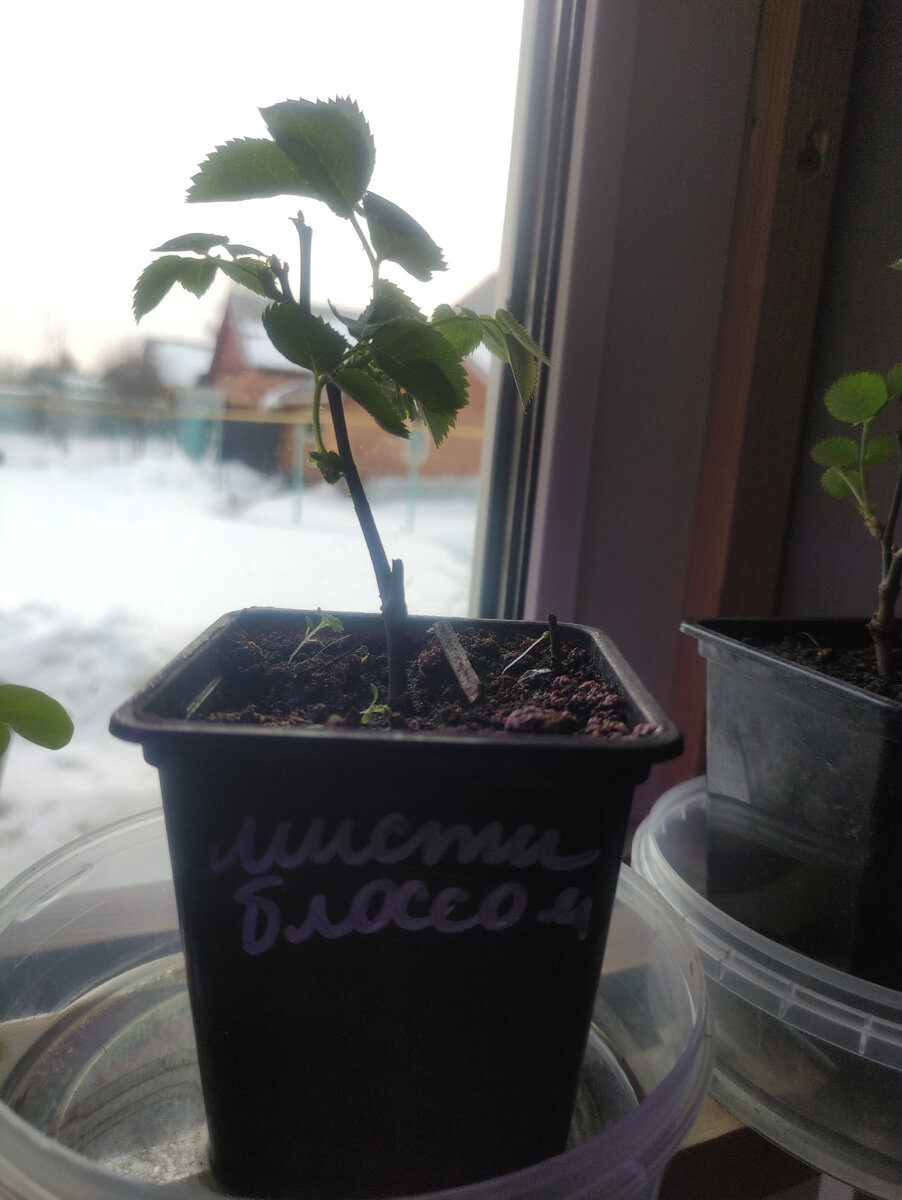 Мои новые розочки. Будут дома до конца мая, начала июня.