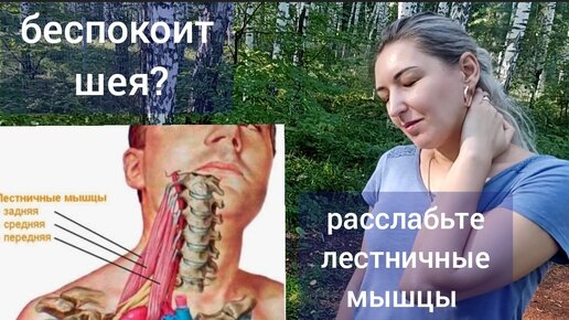 Шея и мозг мучаются от нехватки крови? Причина в спазме лестничных мышц. Методы расслабления