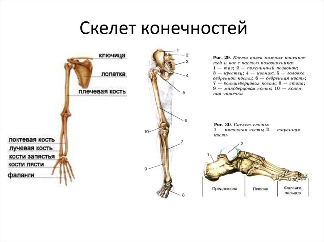 Перечислите кости ноги. Строение скелета верхней конечности анатомия. Скелет нижней конечности биология 8 класс. Описание строения скелета конечностей. Строение скелета нижней конечности анатомия.