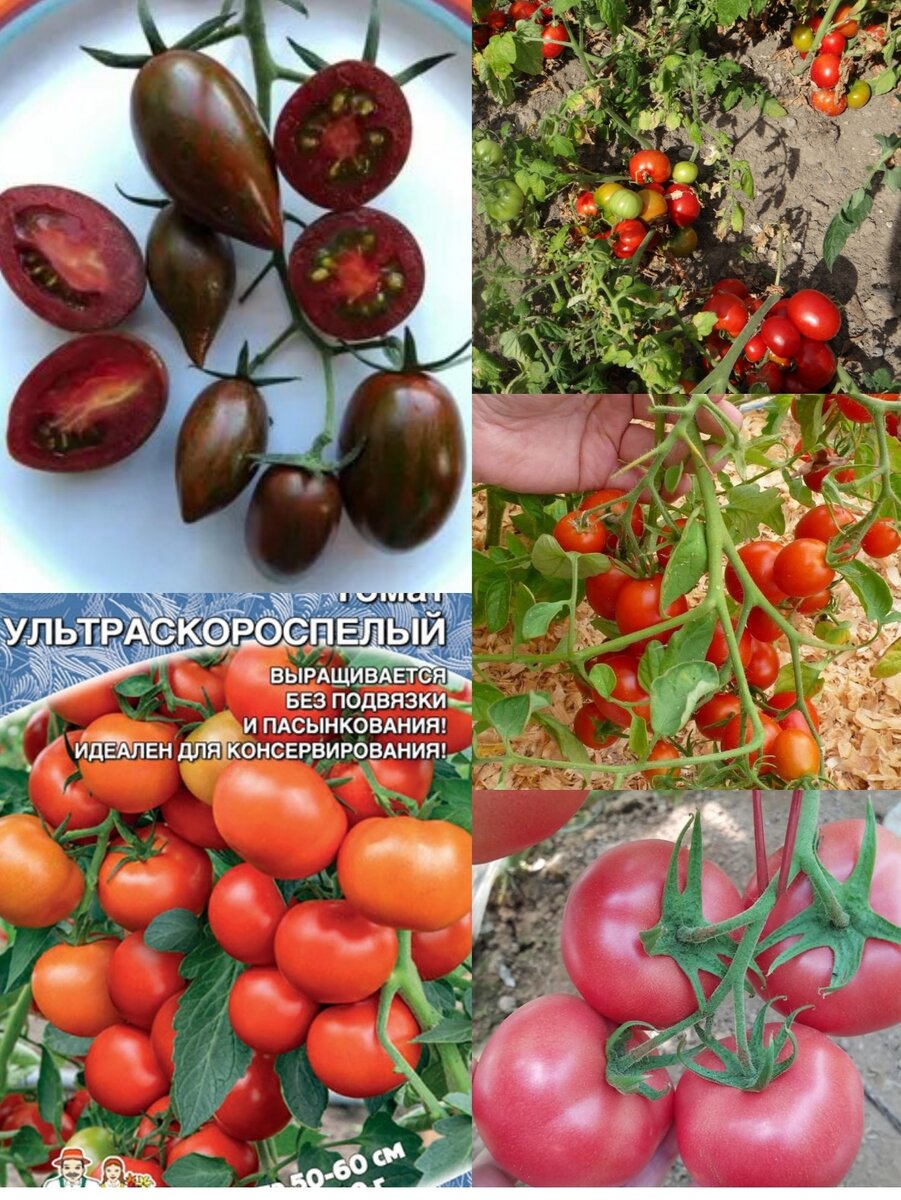 Чтобы получить томаты уже в первый месяц лета, выбирайте семена ранних и ультраранних сортов и гибридов. Через три месяца после посадки, а иногда и быстрее, вы получите первые созревшие помидоры.