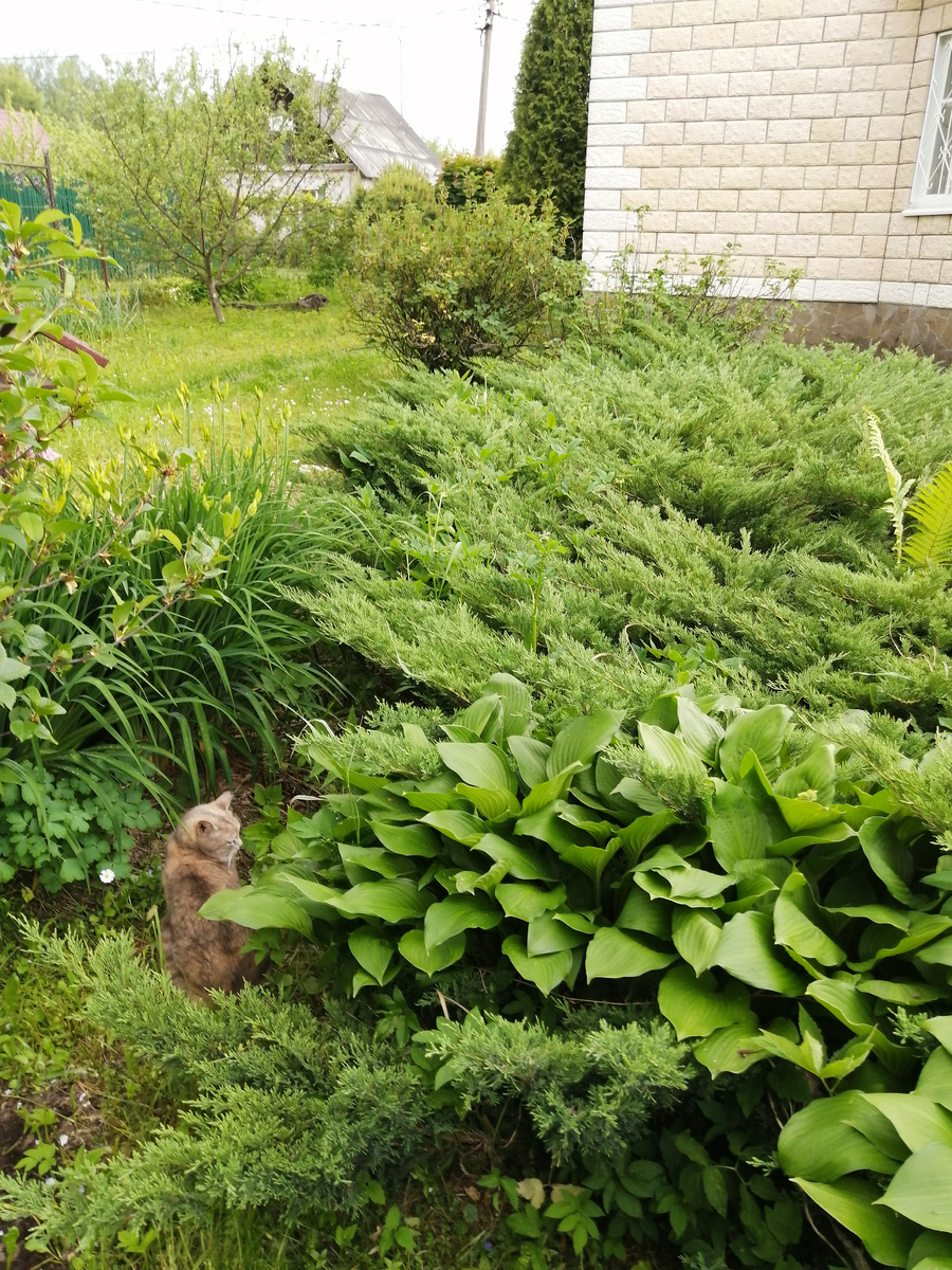 Июнь 2024. Та яблоня ещё жива, она в кадре на дальнем плане