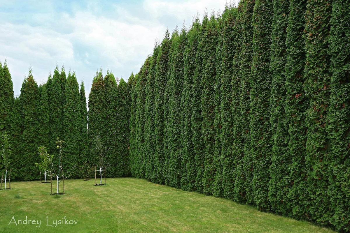 Фото Андрей Лысиков