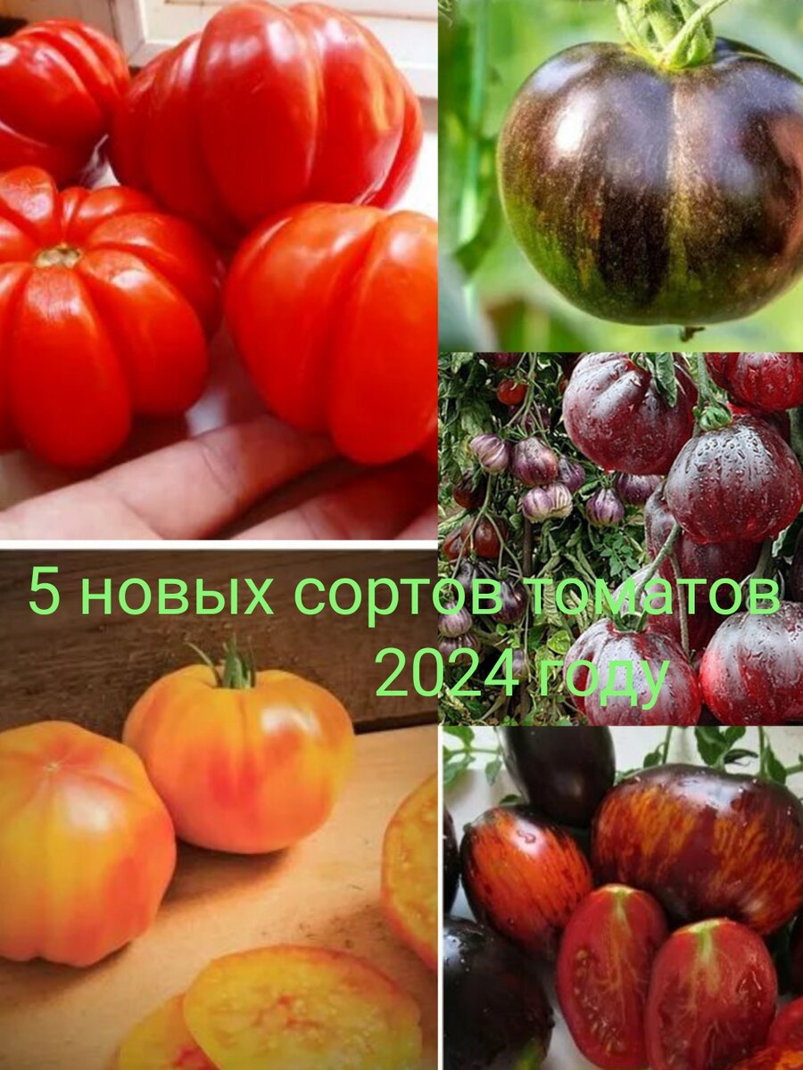 Новые сорта овощей для дачника – это как новые страны для путешественника: интересно, но опасно. Никто (или почти никто) их еще не выращивал. Никто не может предостеречь от ошибок. Никогда не знаешь, какими на вкус получатся плоды.