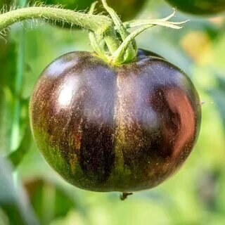 Плоды Солнечного затмения рекомендуется употреблять в свежем виде.