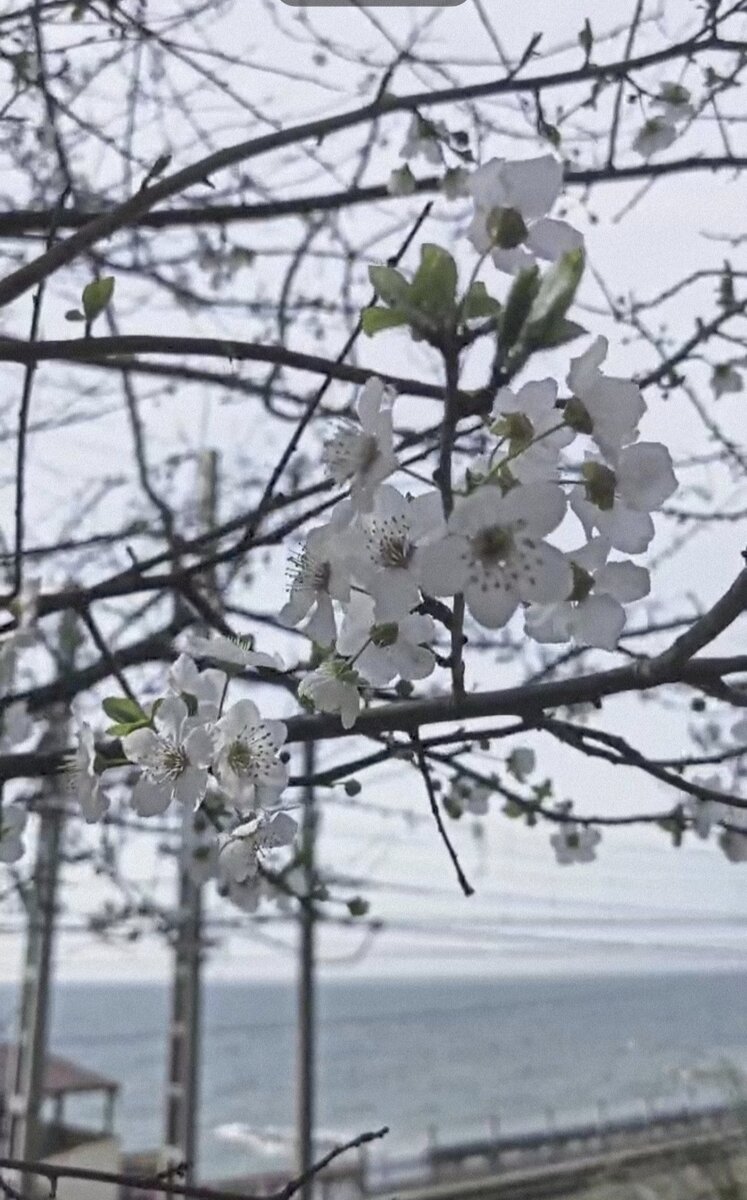 Толи алыча, толи вишня, а может даже это слива цветёт 😍