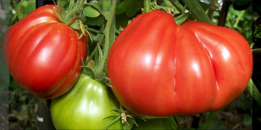 30 недорогих сортов и гибридов томата которые можно купить в любом садовом магазине: проверенные томаты для теплицы и открытого грунта