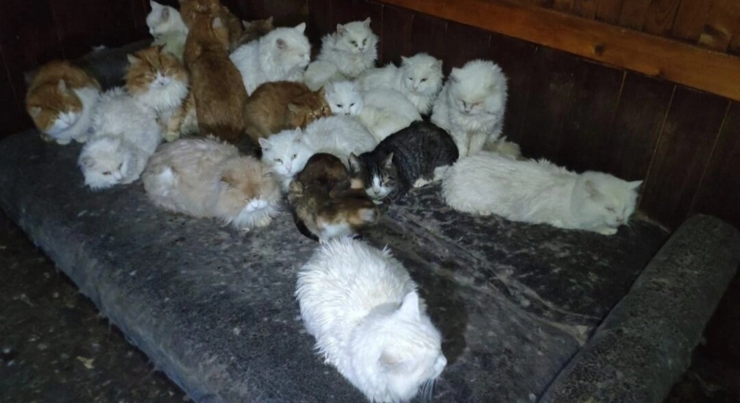 Фото автора. Коты в доме после смерти дедушки.