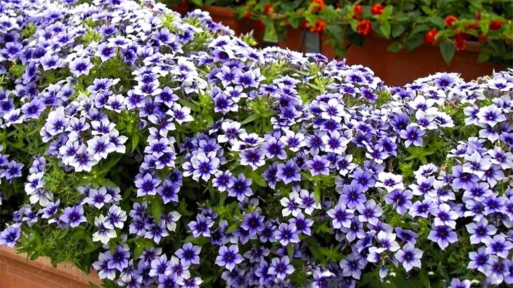 Однолетний флокс.