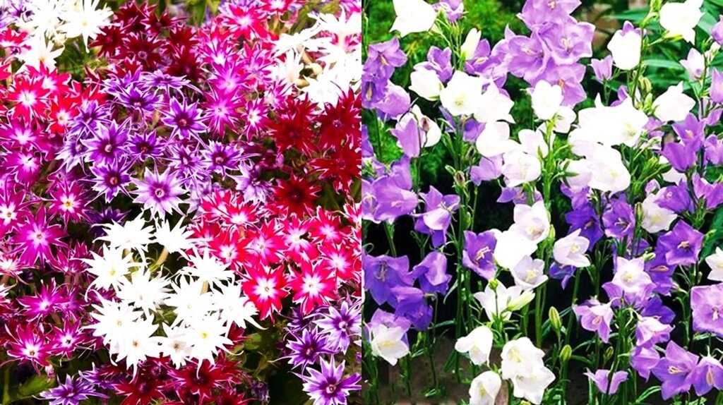 Листайте галерею для просмотра фото. Флоксы Друммонда и колокольчики.