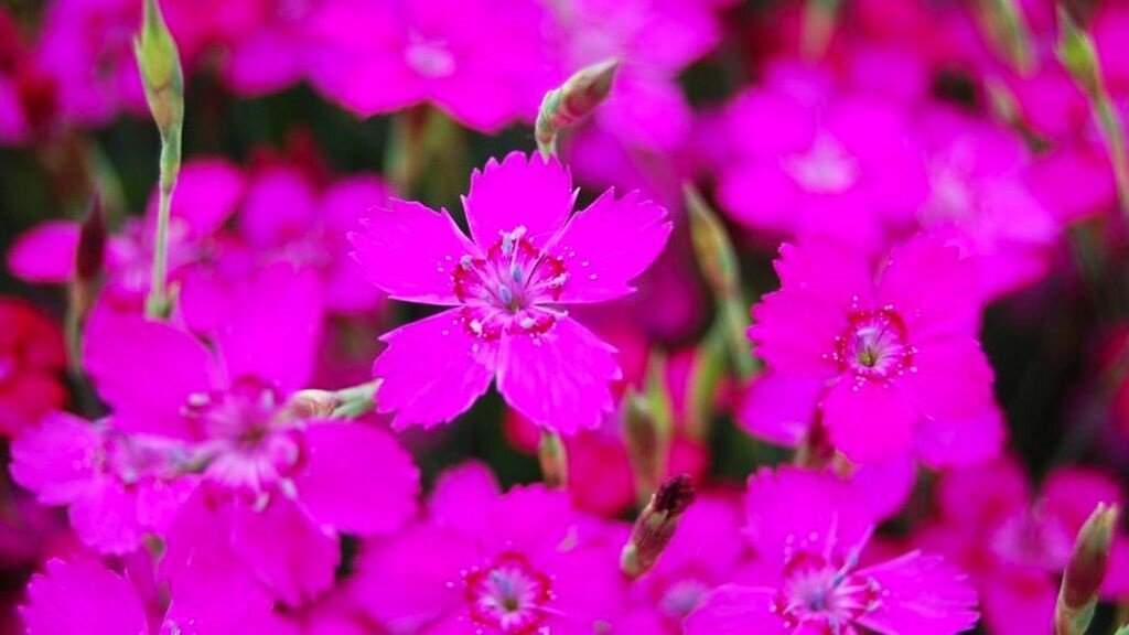 Листайте галерею для просмотра фото. Гвоздика травянка.