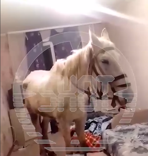 Лошааааадкаааа. Фото: Телеграм/Shot