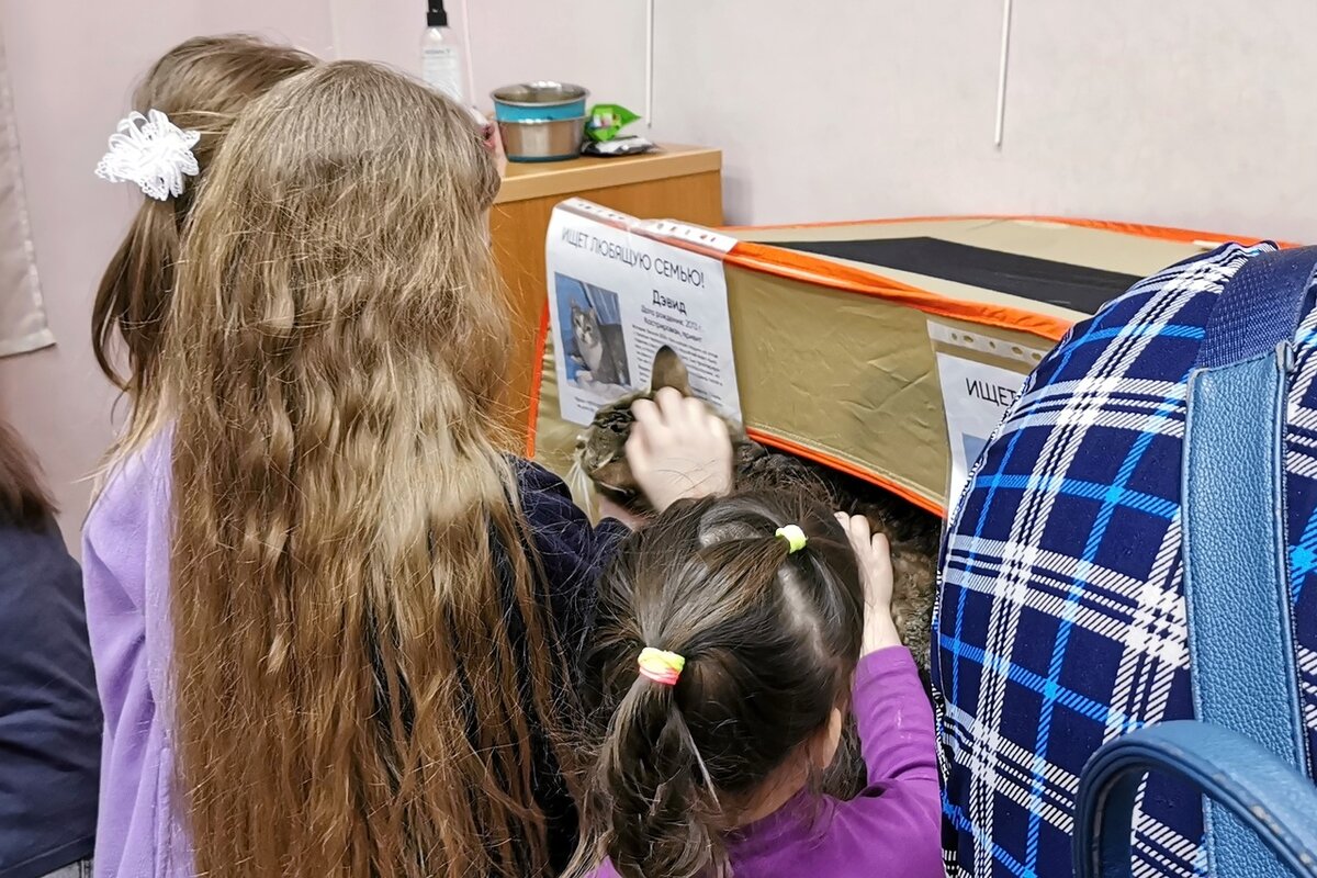 © ВСЕ ОТТЕНКИ КОШАЧЬЕГО