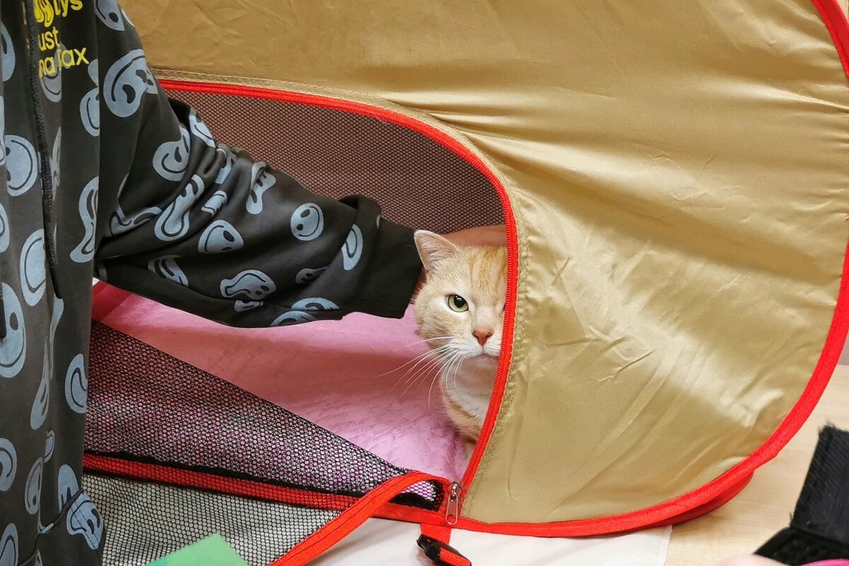 © ВСЕ ОТТЕНКИ КОШАЧЬЕГО