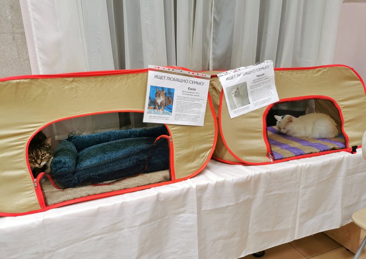 © ВСЕ ОТТЕНКИ КОШАЧЬЕГО