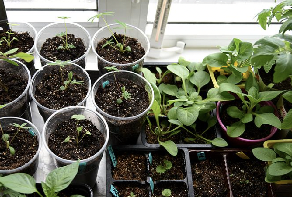 посадка томатов в открытый грунт рассадой. когда сажать рассаду в грунт. высадка рассады в открытый грунт. рассада дыни всходы. высадка рассады томатов.