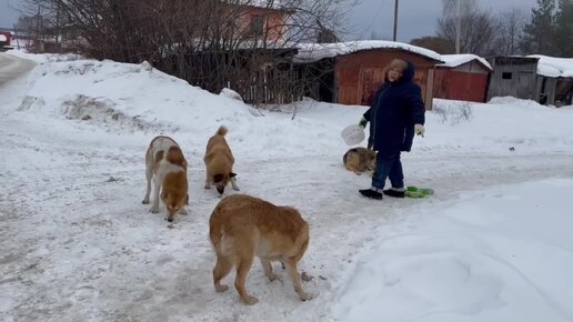 Чем же занимаются волонтёры в свободное от приюта время? Ответ здесь