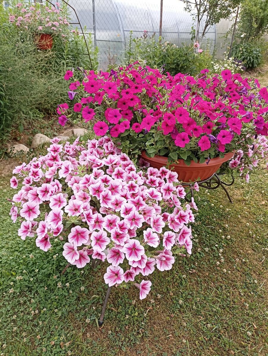 Тайдалы и опера 