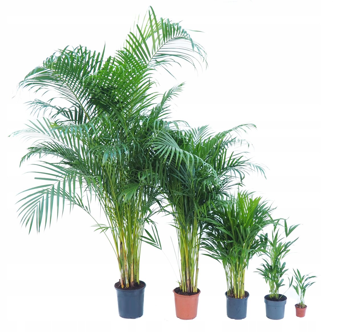 Чем крупнее растение, тем сложнее будет пересадка