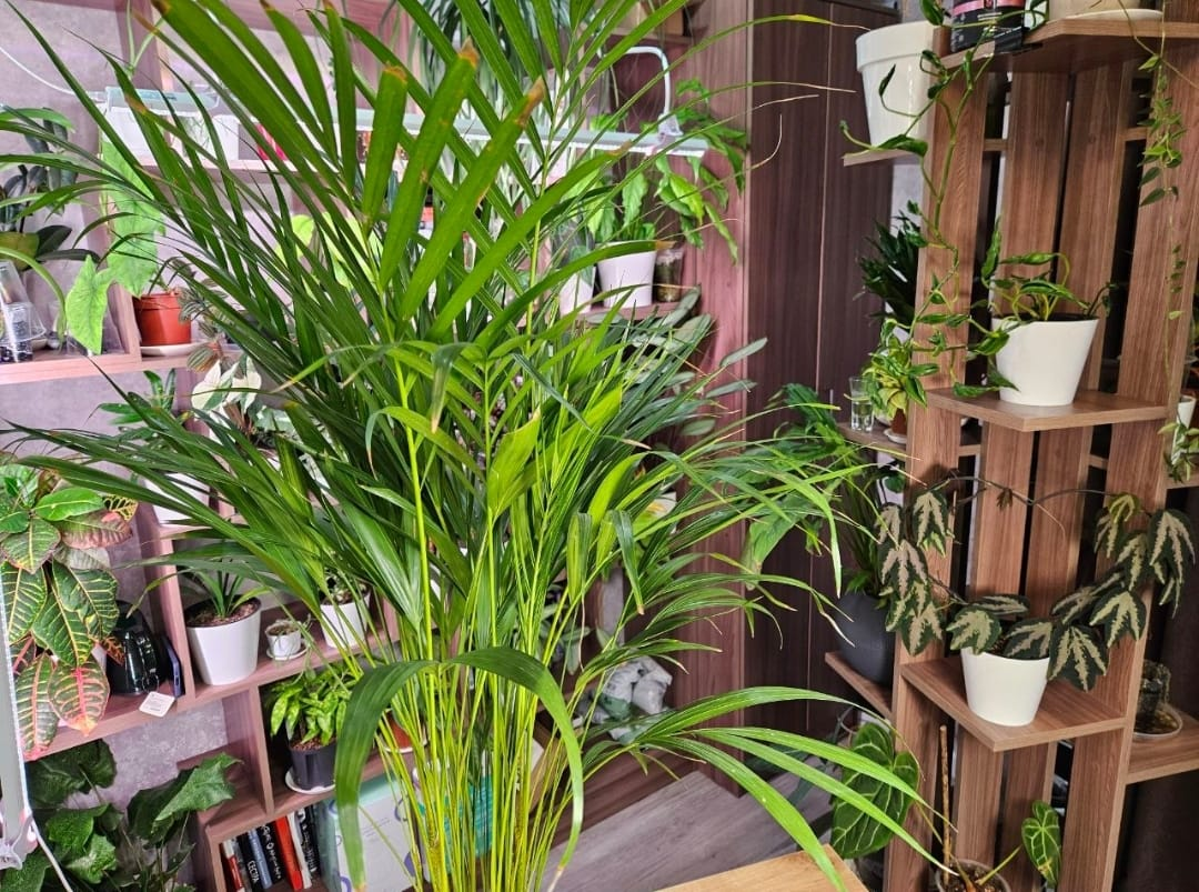 Вот такой у меня был хризалидокарпус (он же дипсис или арека). Не путать с хамедореей!