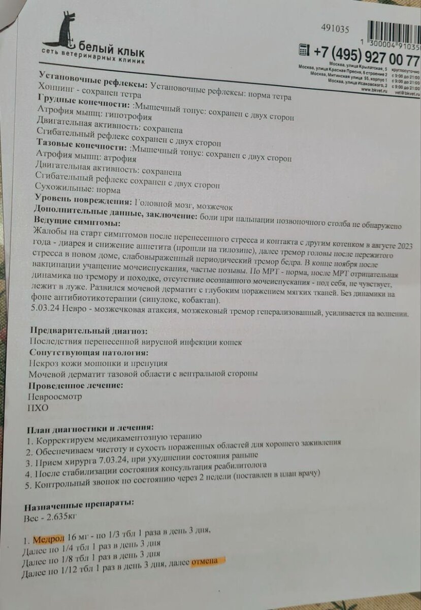 Как Лучик, Кексик и Лариса побывали сегодня у невролога Копытова: процедуры  за 14800 | Между собакой и Богом | Дзен