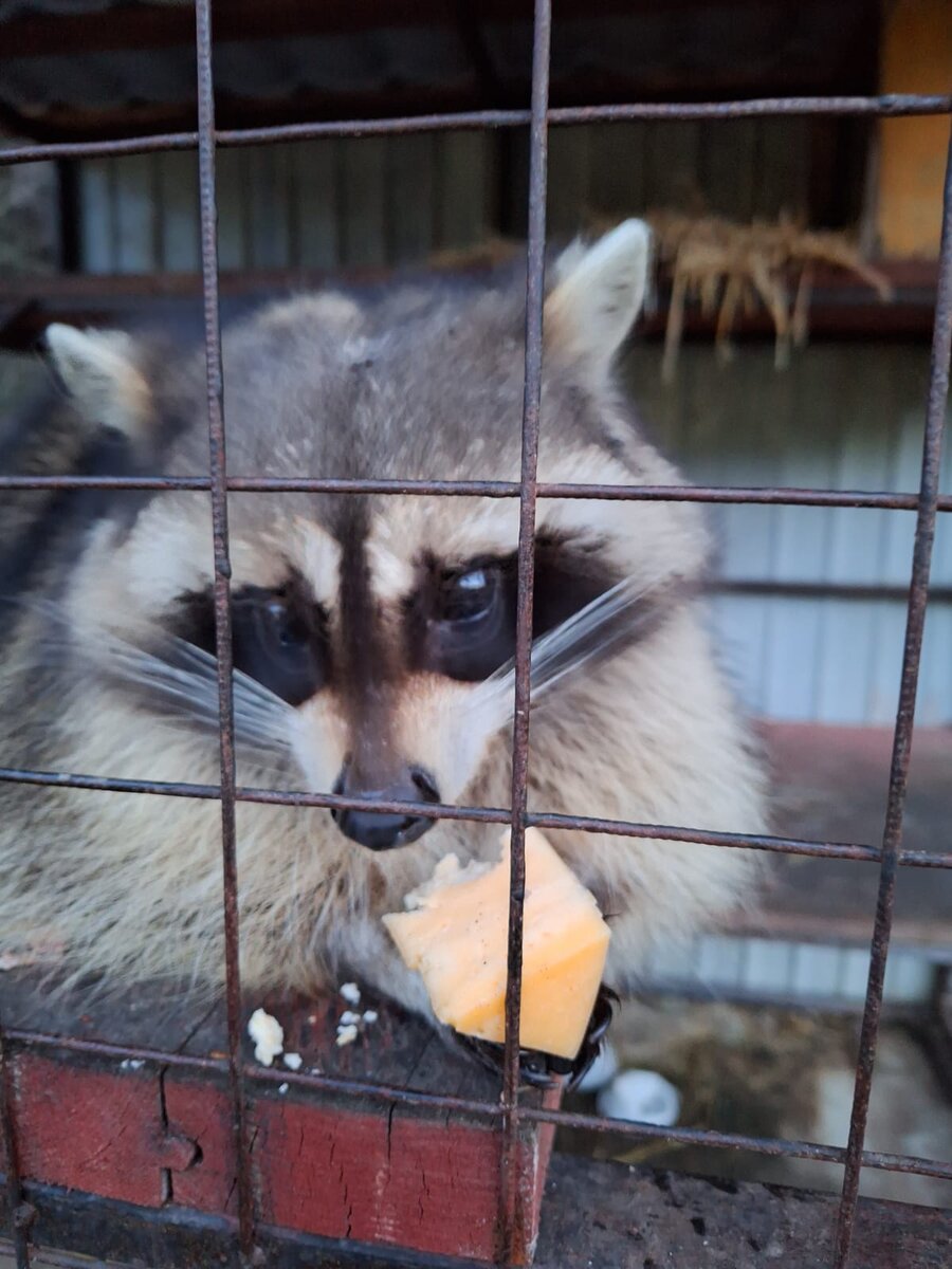 кушац хоцса