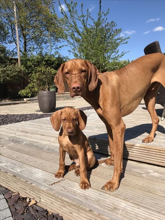 Венгерская выжла