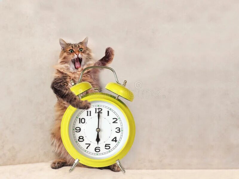Котобудильник!!! 