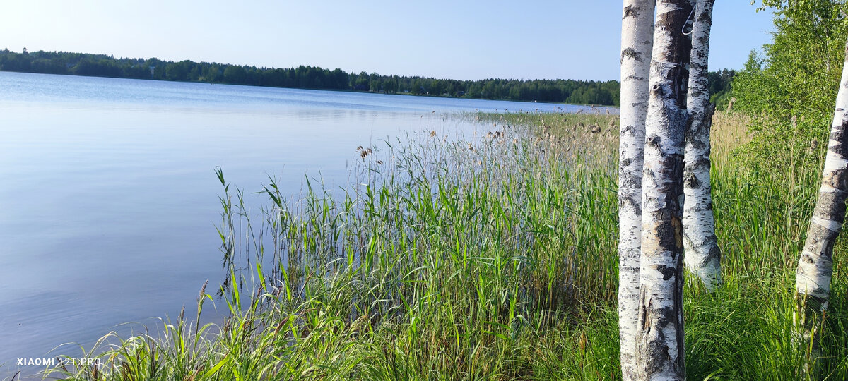Лесное озеро. Фото автора.