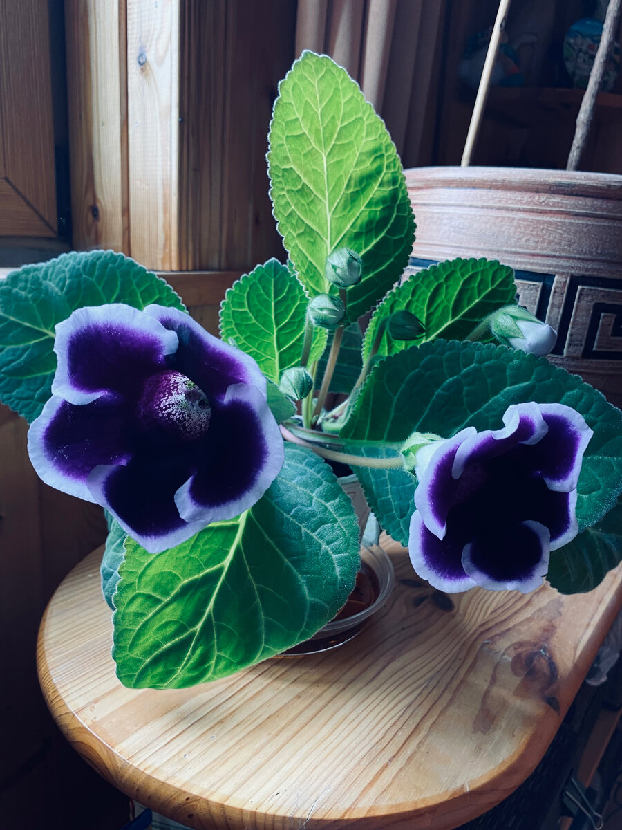 Не знаю, как называются наши сорта. Один с фиолетовыми цветами. Везде фото автора.