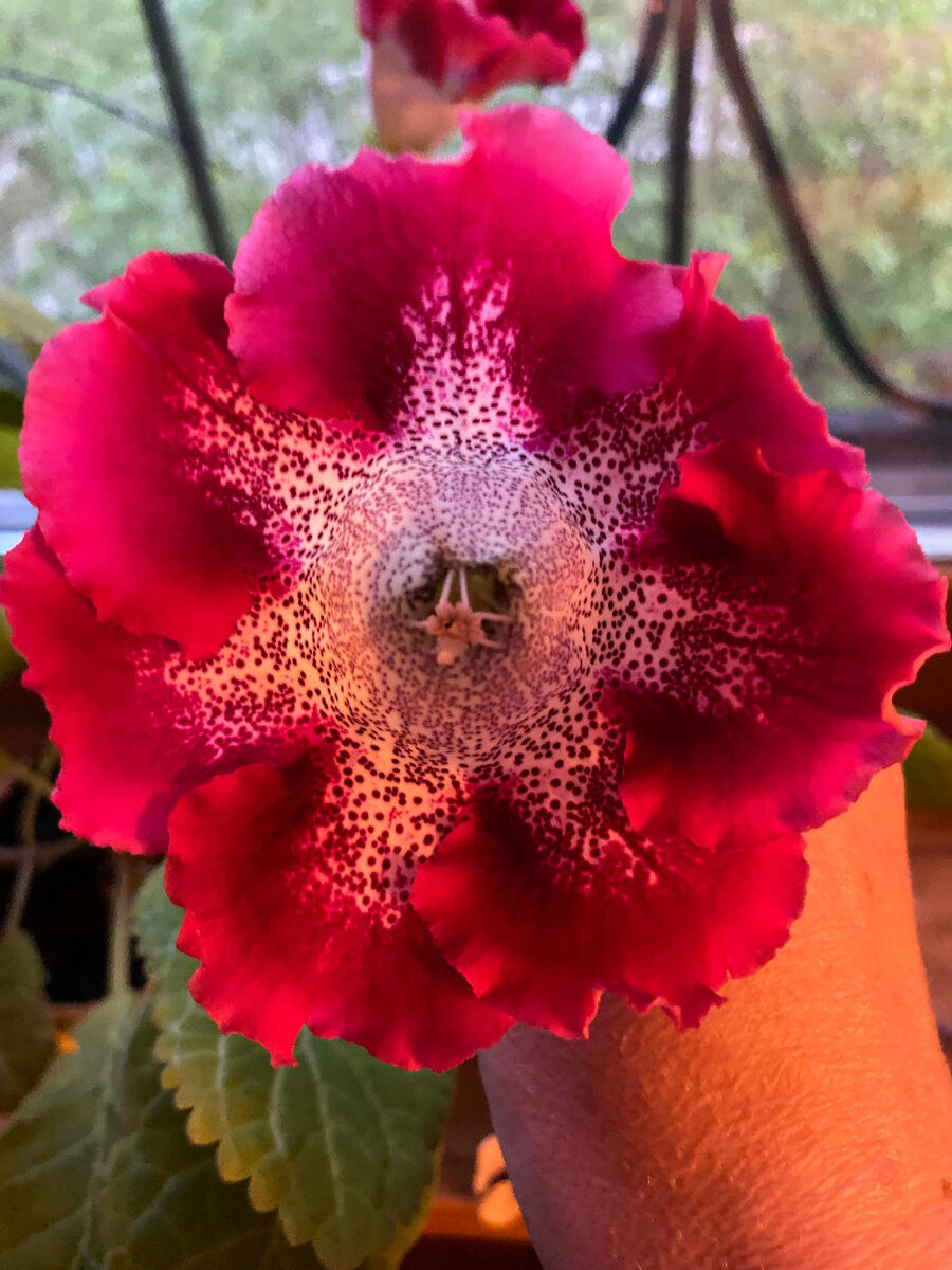 а второй сорт с малиновыми цветами.