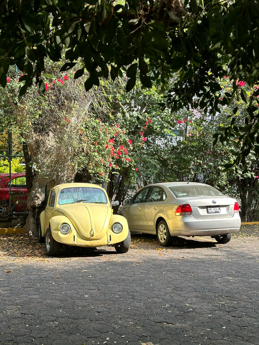 Вот таких вот миленьких и фотогеничных "жуков", выпущенных в середине прошлого века, на мексиканских дорогах все еще великое множество
