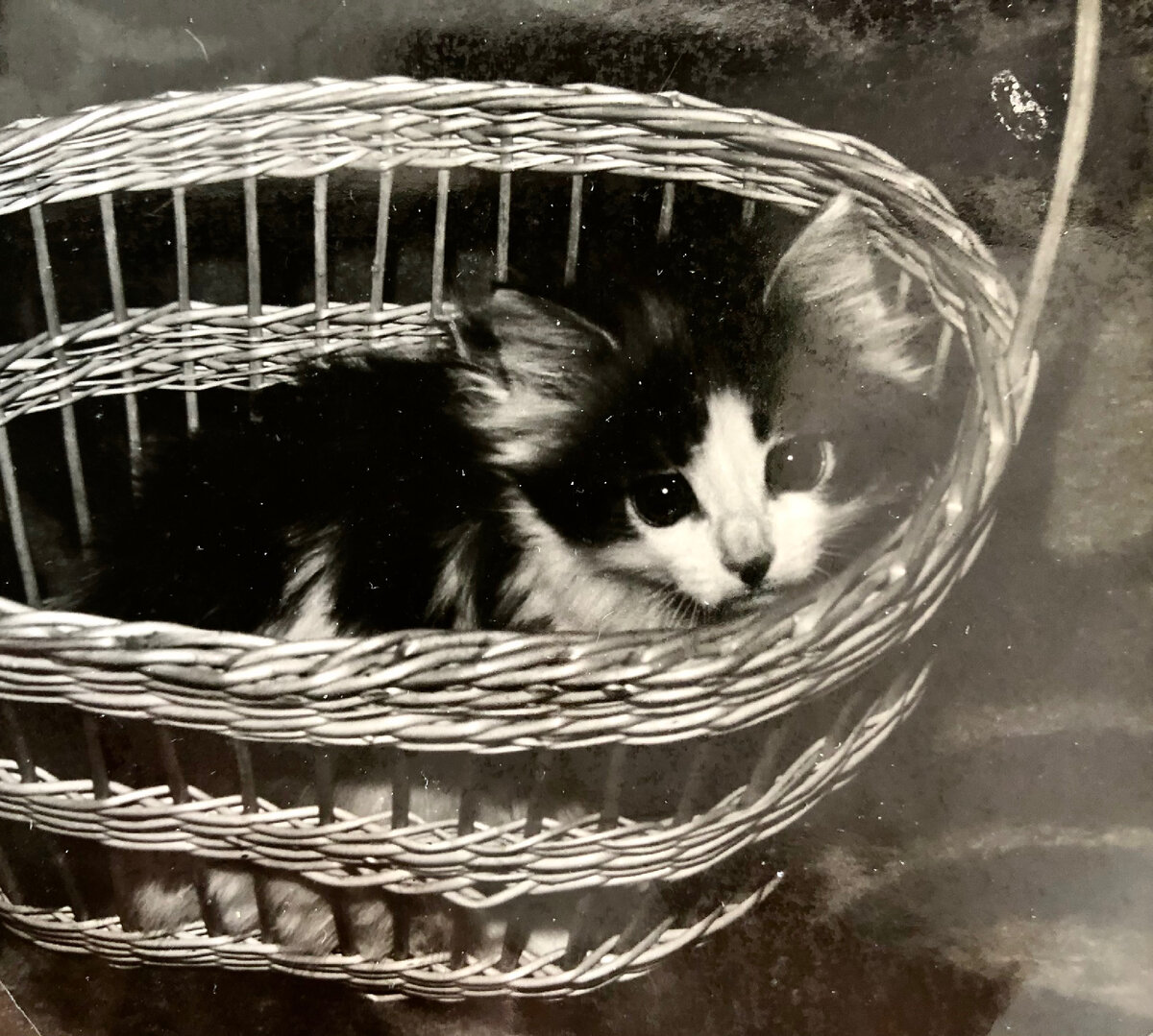 Мурлышка в котеночьем возрасте