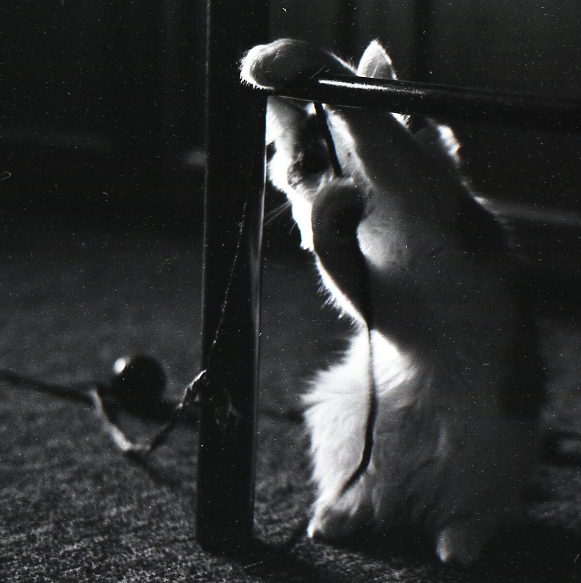 Мурлышка играет