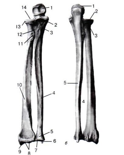 а – вид спереди: 1 – incisura trochlearis; 2 – processus coronoideus;3 – tuberositas ulnae; 4 – ulna; 5 – capuf ulnae; 6 – processus styloideus ulnae;7 – circumferentia articularis ulnae; 8 – facies articularis 
carpea; 9 – processus styloideus radii; 10 – radius; 11 – tuberositas radii; 12 – crista m. supinatores; 13 
– caput radii; 14 – fovea articularis; б – вид сзади: 1 – olecranon; 2 – circumferentia articularis radii; 3 
– collum radii; 4 – spatium interosseum; 5 – ulna.