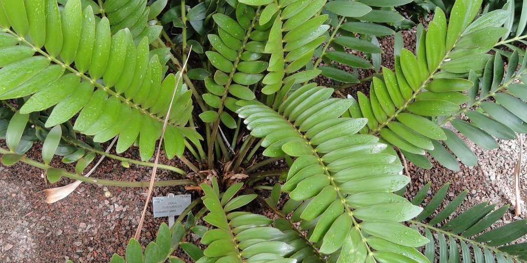 Как правильно поливать замиокулькас