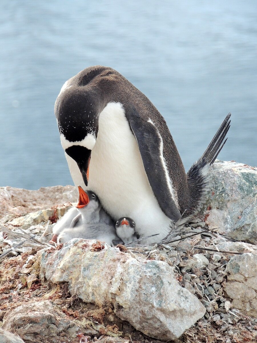    ПингвиныPixabay