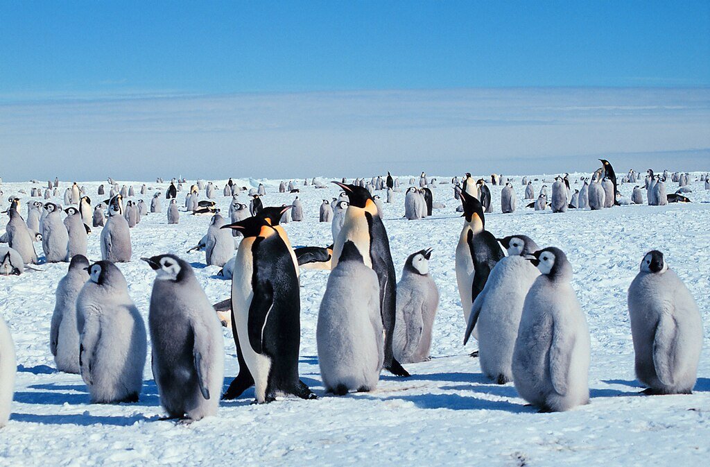    Императорские пингвины со своими птенцамиWikipedia