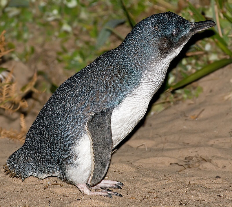    Малый пингвинWikipedia