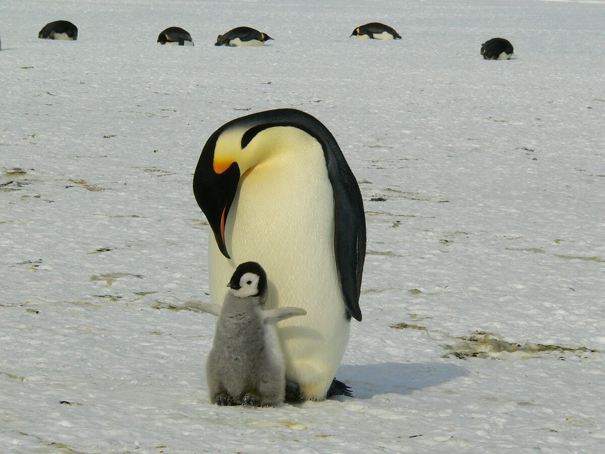    ПингвиныPixabay
