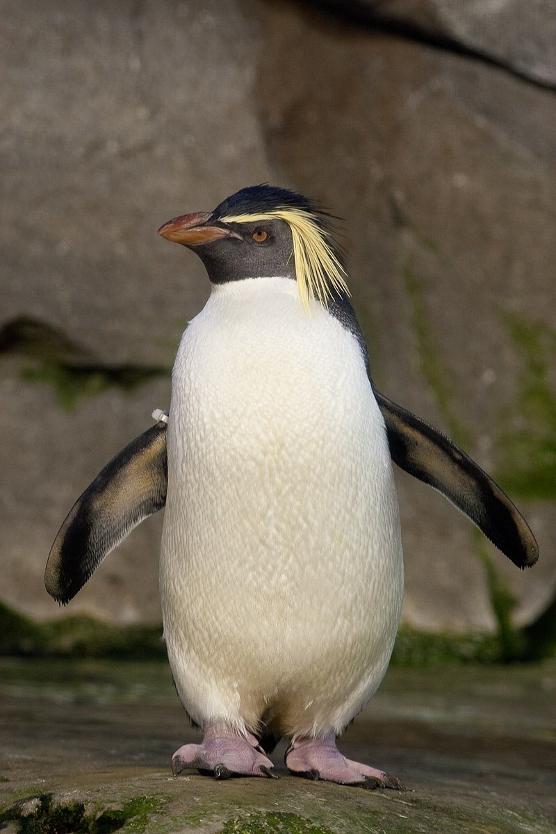    Северный хохлатый пингвинWikipedia
