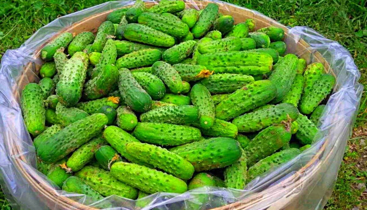 Аграрии приступили к весенне-полевым работам. Жатва. Сельское хозяйство сакского районапроэкт. Короча плодопитомник. Маковский труд.