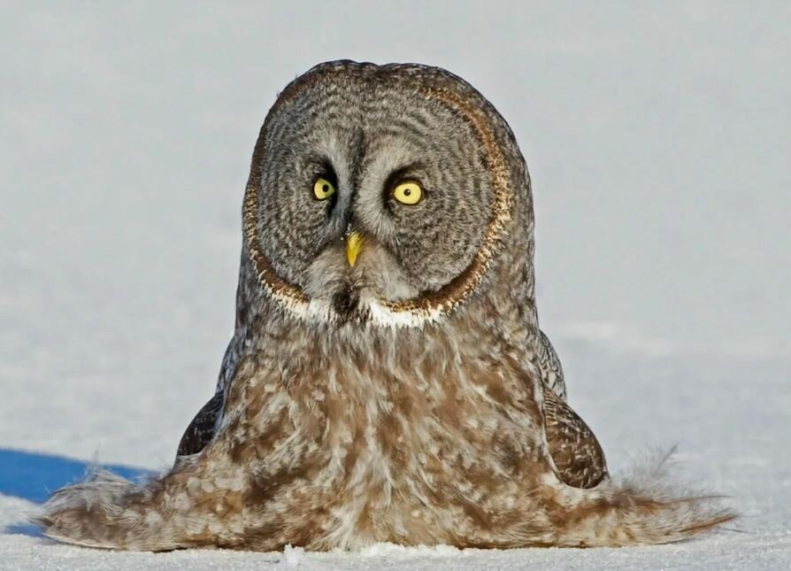 Сидел в снегу, копал мышь))