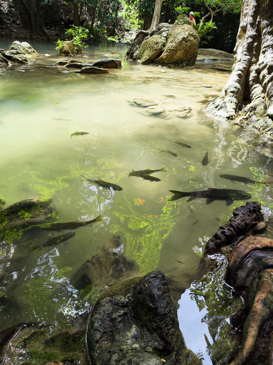 Рыбы-людоеды 🐠 