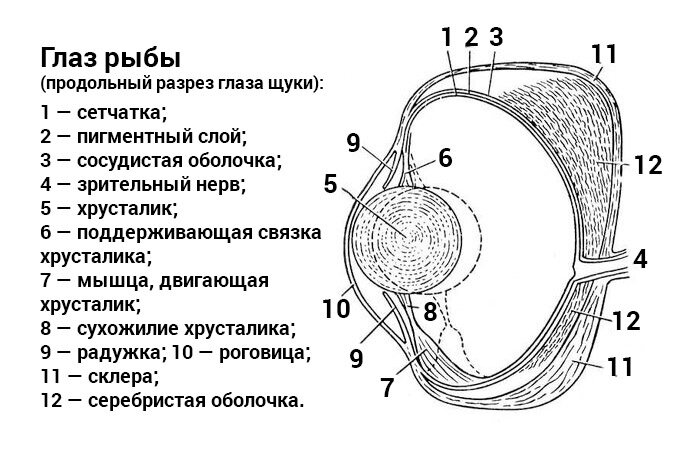 maxopka-68.ru - Рукотворные воблеры. - Страница 8 - ФОРУМ ФАНАТОВ СПОРТИВНОГО СПИННИНГА