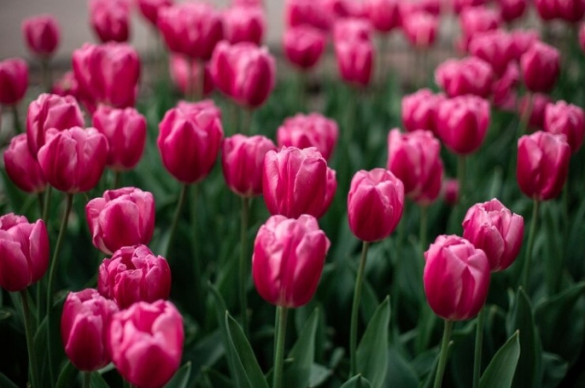    Женщинам в Улан-Удэ будут дарить букеты цветов в автобусе №10