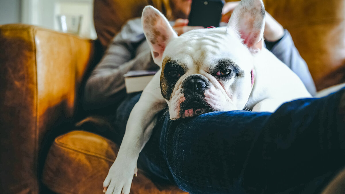 Есть ли что-то более приятное, чем слушать сопение собаки, спящей у тебя на коленях? Фото gollykim/iStock