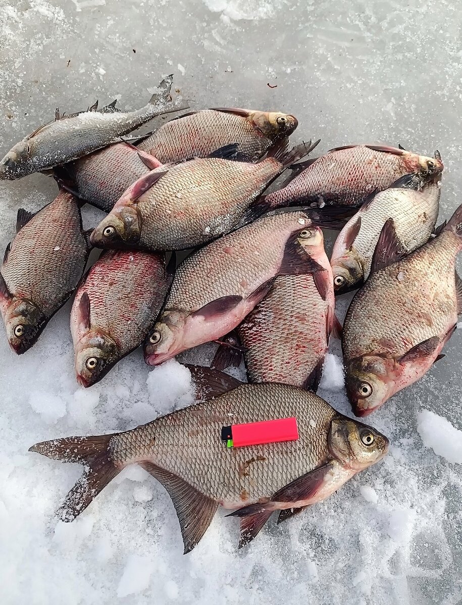 белоярское водохранилище рыбалка. водохранилища урала. белоярское водохранилище свердловская. белоярское водохранилище осетровая. белоярское водохранилище рыбалка.